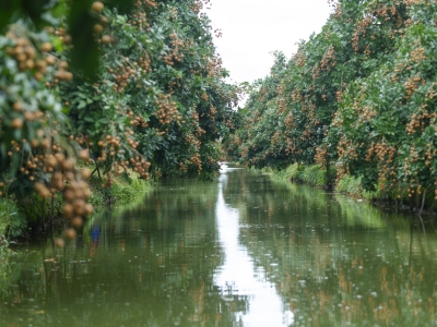 FROM ORCHARDS TO EXPORT MARKETS: VINA T&T GROUP&rsquo;S LONGAN CONQUERING INTERNATIONAL MARKETS